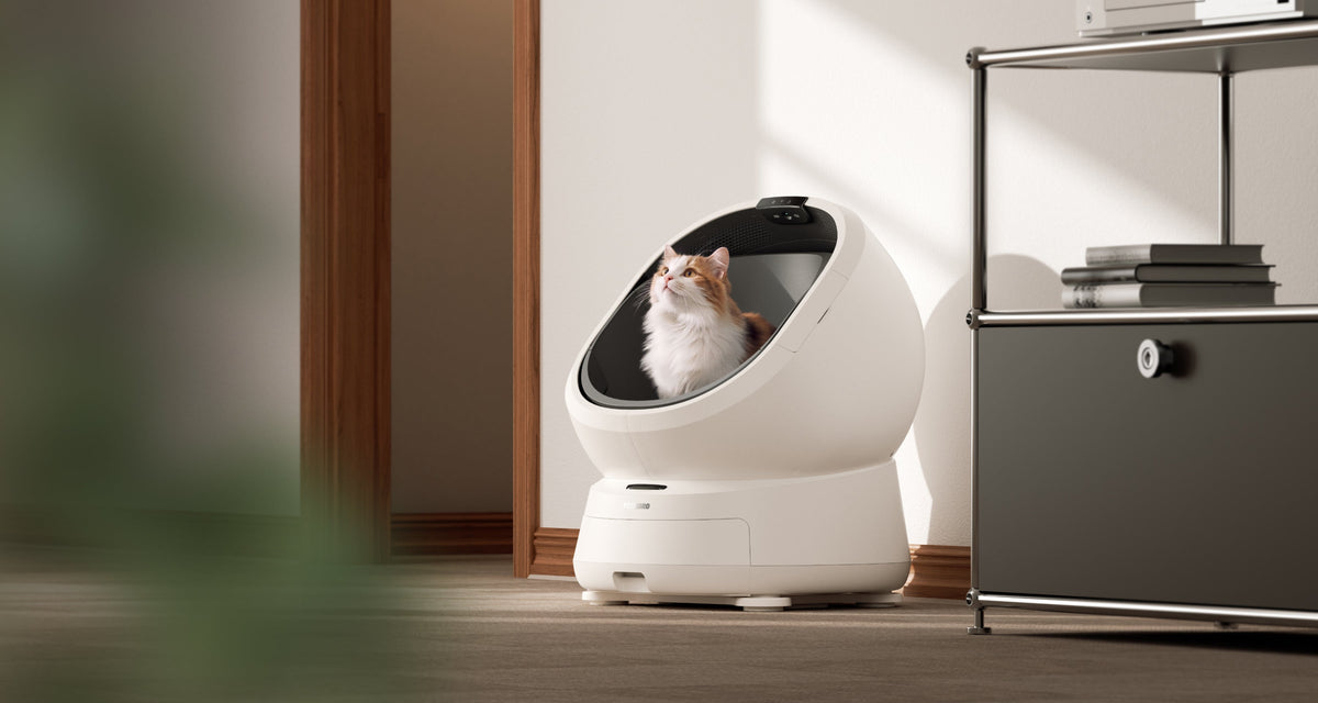 Luma Carpet Stability Base