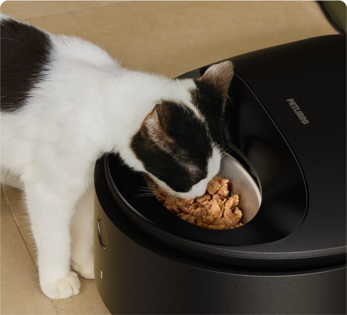 Polar Smart Wet Food Feeder